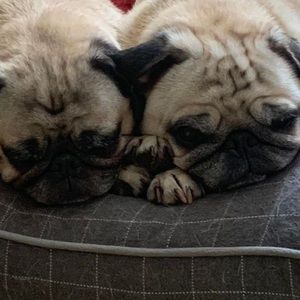 Meet your Posher, Chuck